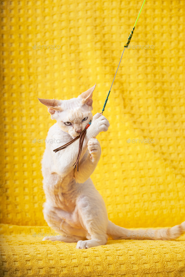 White Devon Rex Kitten Kitty Playing With Feather Toy. Short-haired Cat Of English Breed On Yellow - Stock Photo - Images