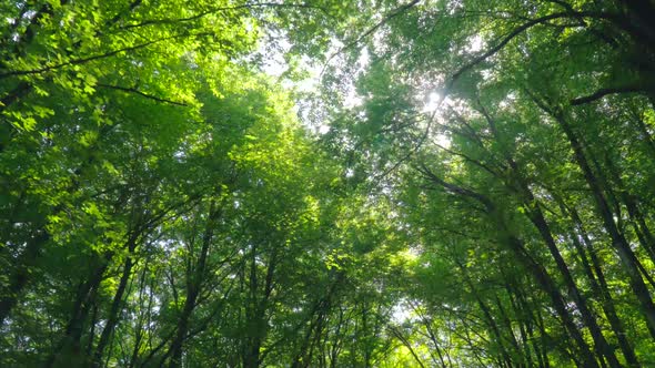 Walking Into the Forest