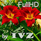 Red Lilies - VideoHive Item for Sale