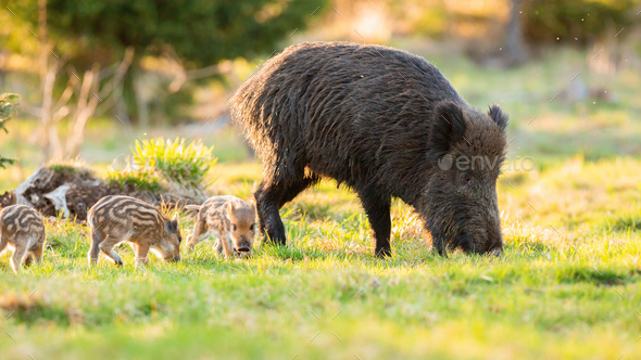 Adult wild boar with piglets grazing on grass in spring - Stock Photo - Images