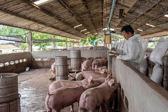 Asian veterinarian working and checking the pig in hog farms, animal and pigs farm industry