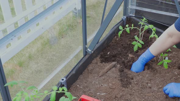 Close up view of female hands in blue gloves planting tomato seedling in greenhouse. Sweden. alt