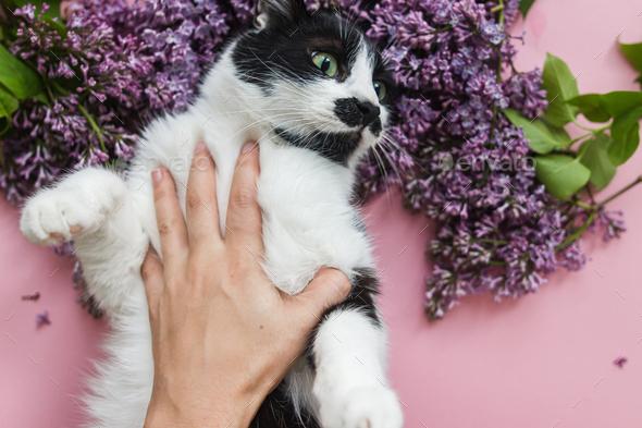 Owner caressing cute funny cat among lilac flowers on pink paper, top view. Hello spring, Cat Day