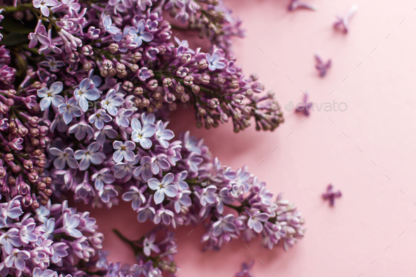 Lilac Flowers On Pink Paper Hello Spring Tender Floral Greeting Card Purple Lilac Close Up Stock Photo By Sonyachny