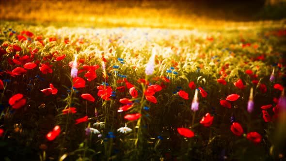 Sunset in the Wild Flower Field alt