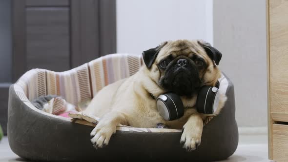 Funny Cute Pug Dog Listening To Music on Wireless Headphones, Resting in a Dog Bed alt