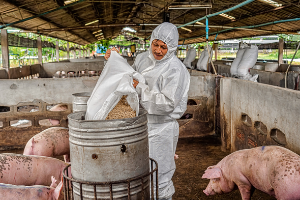 Asian veterinarian working and feeding the pig in hog farms, animal and pigs farm industry