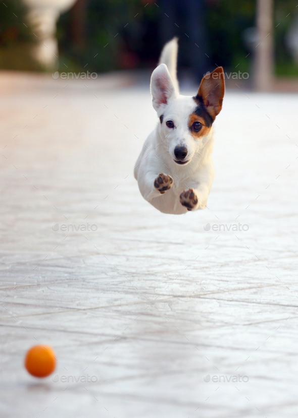 Jumping jack russell terrier for thrown ball aport