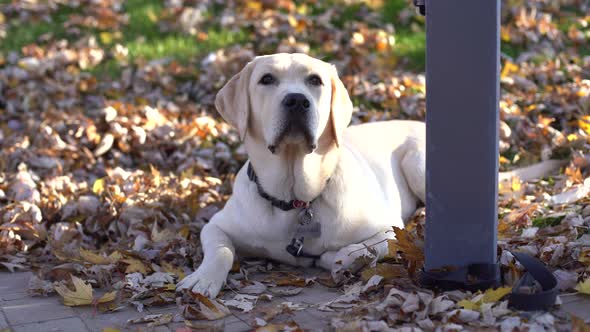 A Golden Labrador is Sitting Near a Store on the Street Waiting for the Owner