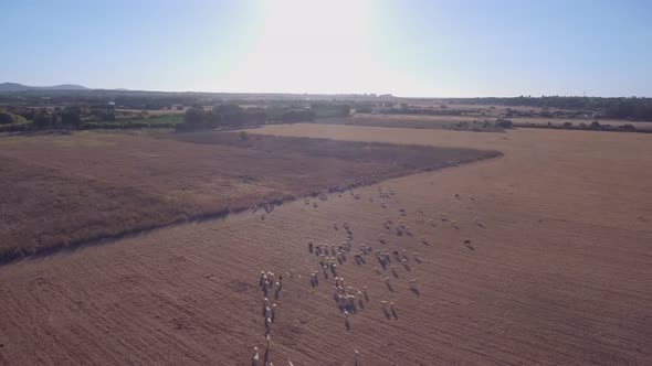 A Herd of Sheep in the Pasture Grazes in Groups for the Wool Industry alt