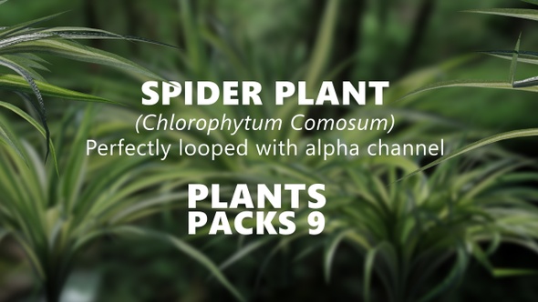 SPIDER PLANT (Chlorophytum Comosum) lOOPED PLANTS
