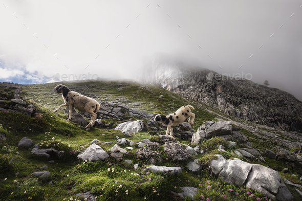 sheep jumping in mountains in fog