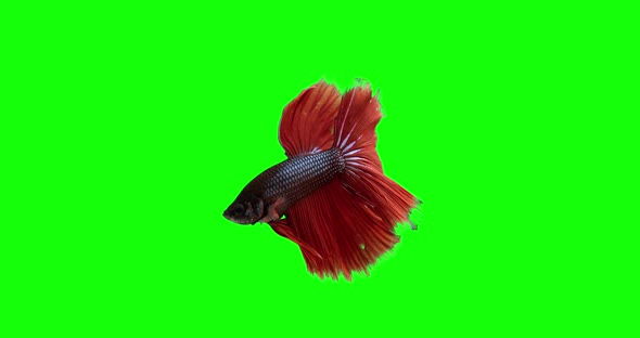 Siamese Fighting Fish