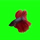 Siamese Fighting Fish - VideoHive Item for Sale