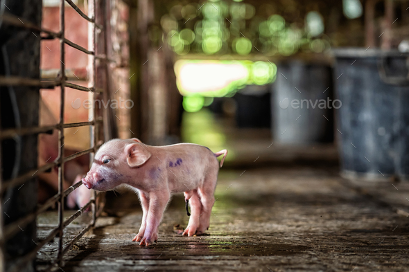 new born pig in hog farms, animal and Pig industry
