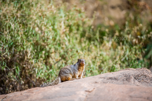 Squirrel portrait on a rock in nature - Stock Photo - Images