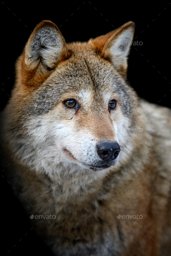 Close up view Wolf portrait. Wild animal on a black background Stock Photo  by byrdyak
