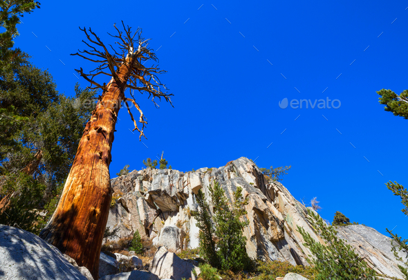 Ancient tree - Stock Photo - Images