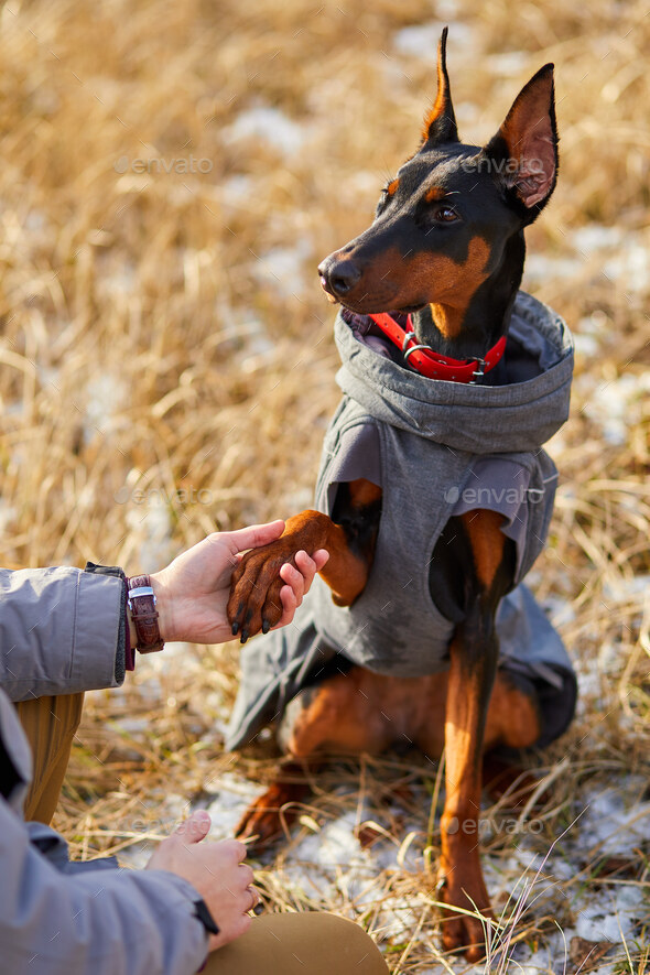 Dog gives human paw, Friendship between and dog. Stock Photo by bondarillia