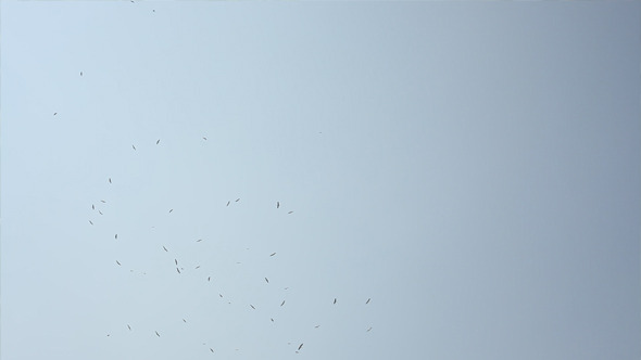 Storks In The Sky