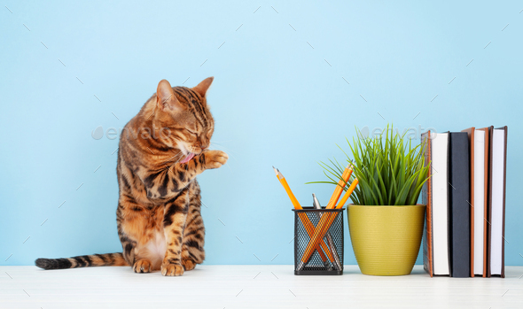 Workspace with cat and office supplies