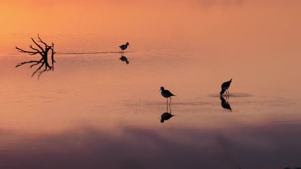 Pied stilt birds hunting in water reflecting colorful purple and pink sunset alt