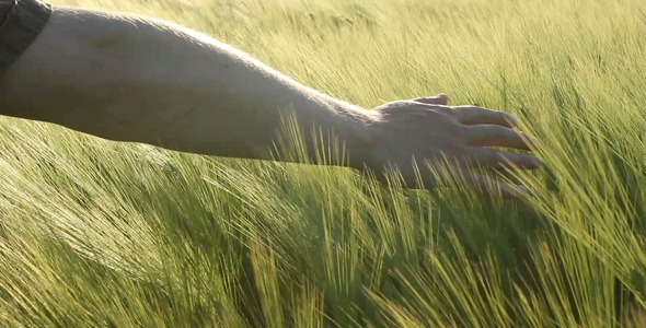 Hand And Barley