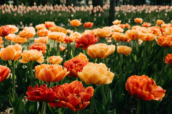 Sun Lover Tulip variety. Big, sunny yellow orange tulips with lots of frilly petals. Colorful tulips - Stock Photo - Images