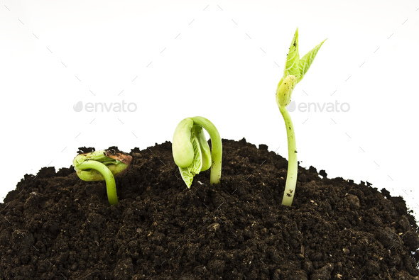 Bean seeds germinating shot - Stock Photo - Images