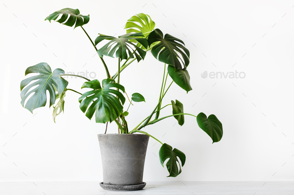 Monstera deliciosa or Swiss cheese plant in a gray concrete flower pot stands on a table