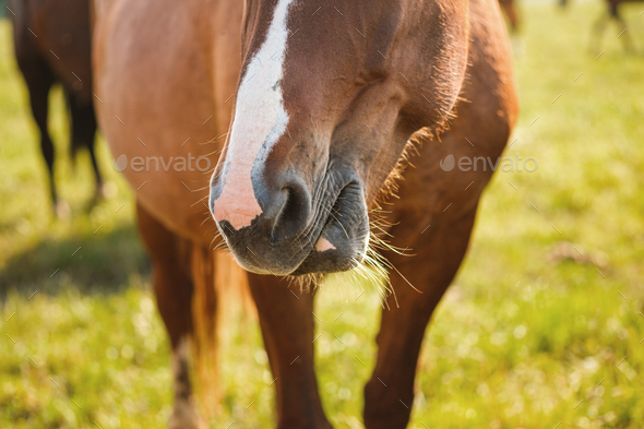 A red or brown horse with a long mane in the pasture at a horse farm