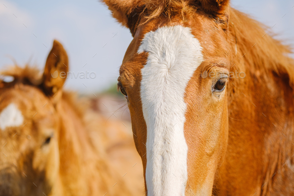 A red or brown horse with a long mane in the pasture at a horse farm
