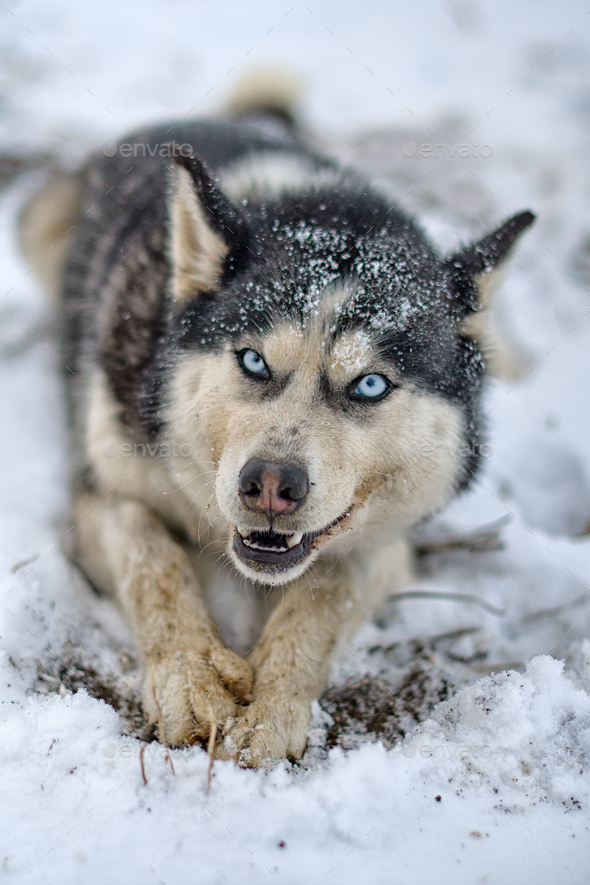 how do you walk a husky puppy