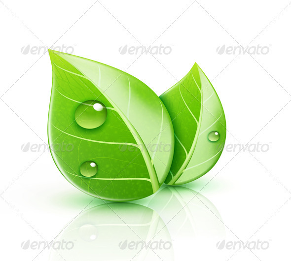 Green leaves - Flowers & Plants Nature