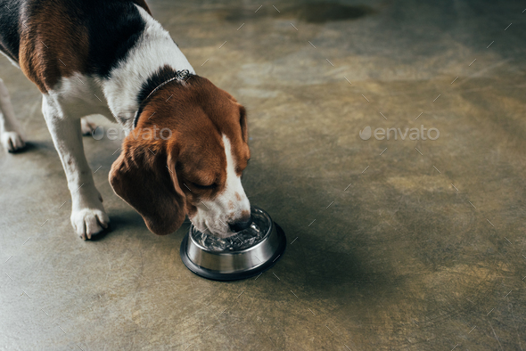 dog drinking from bowl
