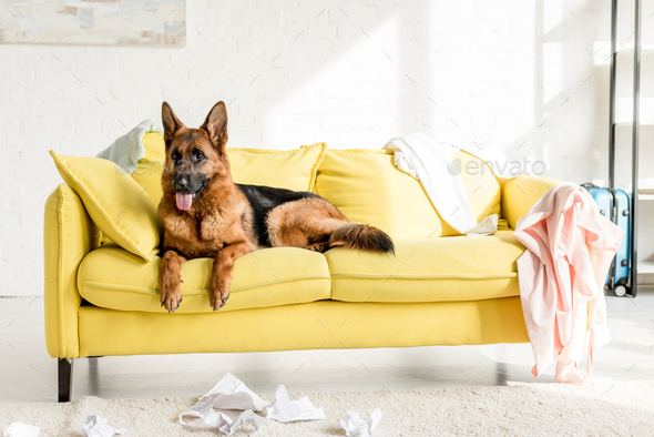 cute German Shepherd lying on bright yellow sofa in messy apartment