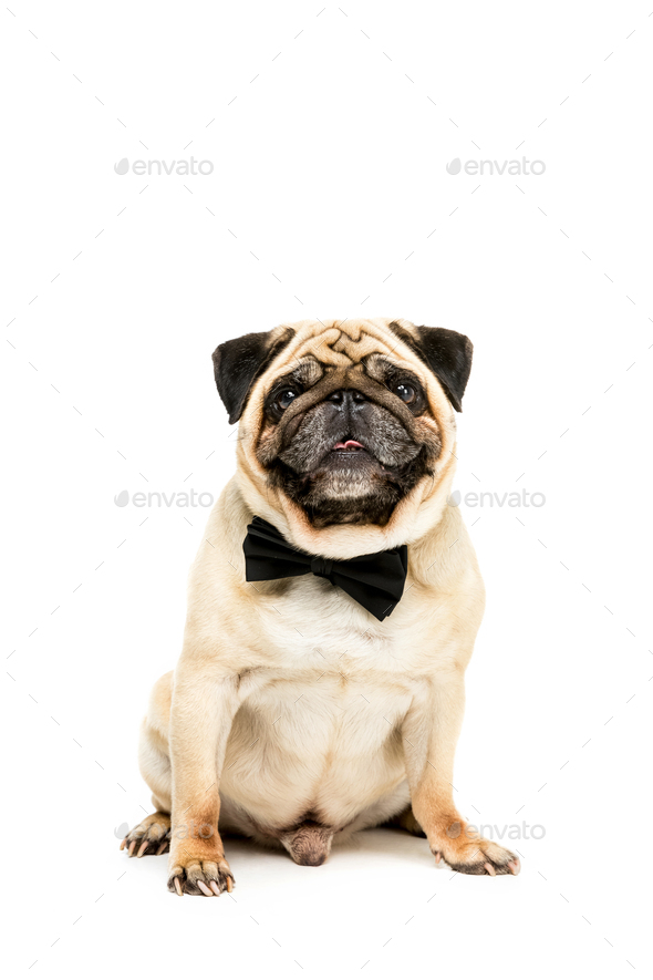 pug bow tie