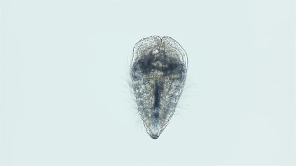 Cydippid Larva Ctenophora Under a Microscope Juvenile Larva Found in Indian Ocean alt