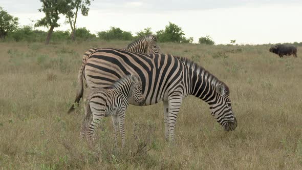 Plains Zebra (Equus quagga burchellii )  foal with mare and juvenile beside, Buffalo in the backgrou alt