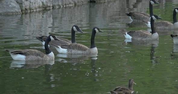 Geese swimming on a lake