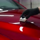 Closeup of a Man Hand Dripping Liquid Coating on a Sponge Applicator on a Car Bonnet - VideoHive Item for Sale