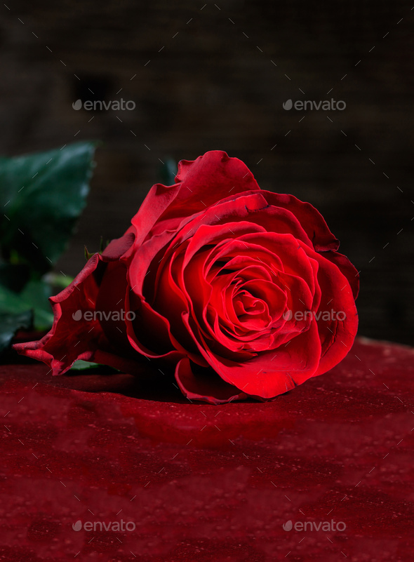 Vertical view of red rose on dark background.