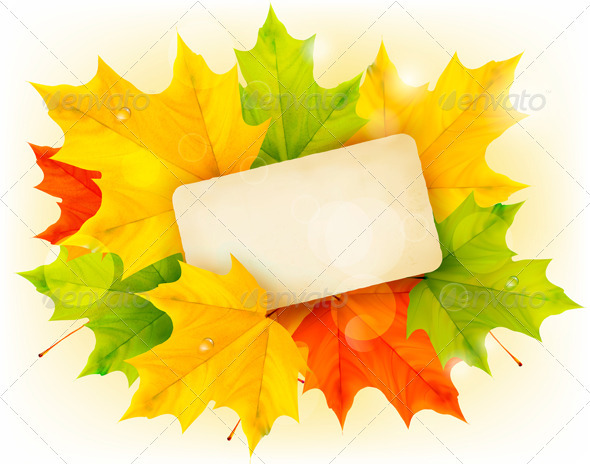 Autumn background with color leaves and card. - Flowers & Plants Nature