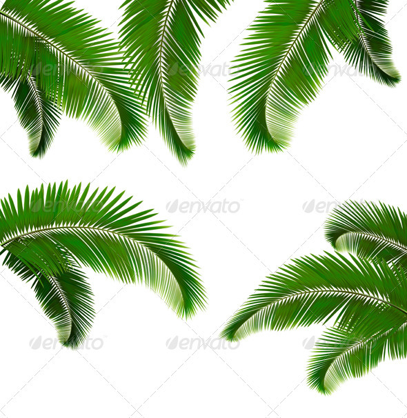 Set of palm leaves on white background - Flowers & Plants Nature