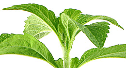 Stevia Rebaudiana
