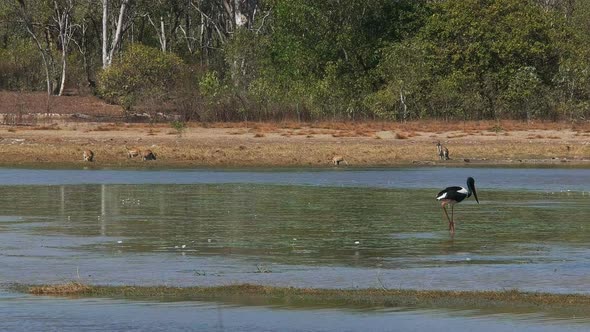 several kangaroos and a pair of black-necked storks feed at bird billabong alt