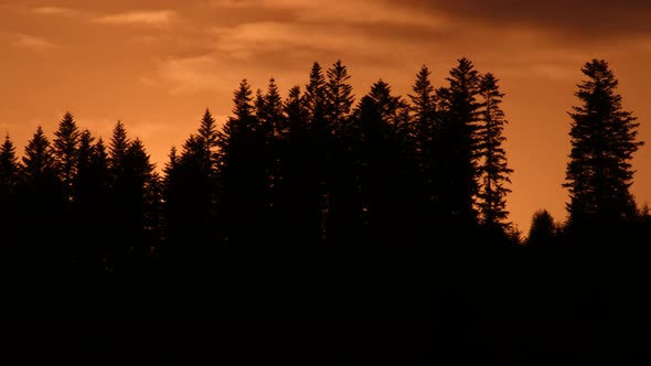 Pine trees and sky. Coniferous trees. Dark clouds float through the sky. Red sky. Clouds motion