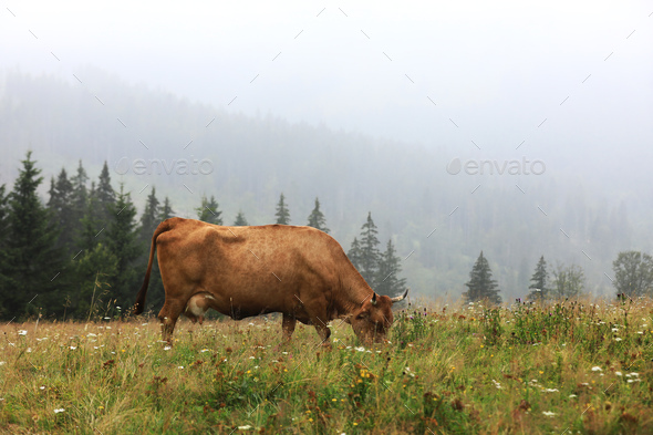 A red cow grazes in a summer meadow with mountains in the background. year of the bull