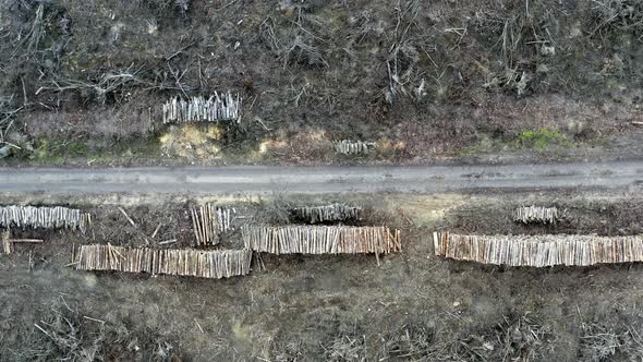 Deforestation of forest after storm, aerial view from drone alt