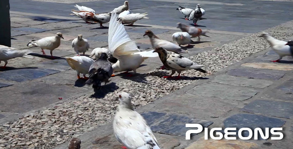 Pigeons